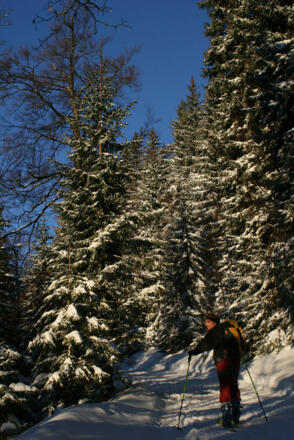 Aufstieg mit Tourenski zur Firstalm
