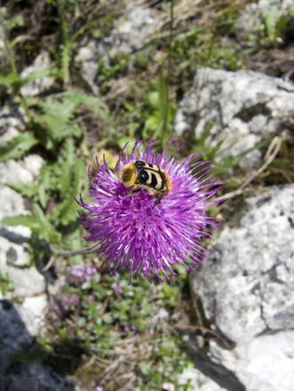 eleganter Blumenbesuch auf dem Staffel