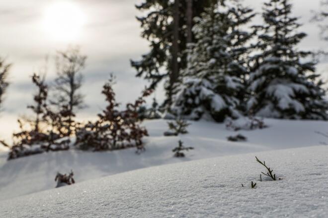 Winterlandschaft