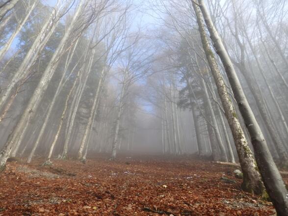 Sommerweg durch den Wald