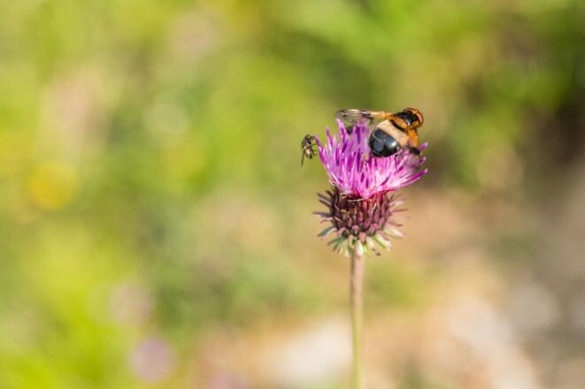 Alpendistel mit Besucher