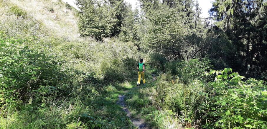 weiter wieder auf einem Steig bis zum Windeggweg