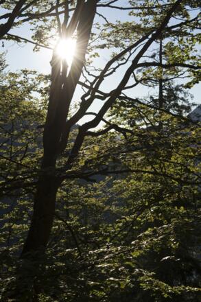 Altweibersommer beim Aufstieg zum Zunterkopf