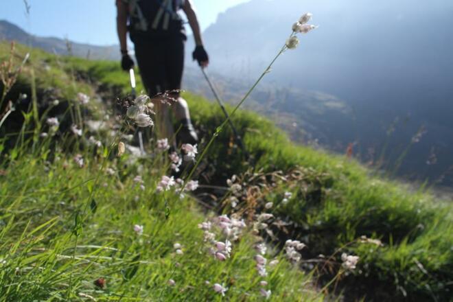 Türkenbundlilien am Wegesrand beim Aufstieg zum Türmljoch