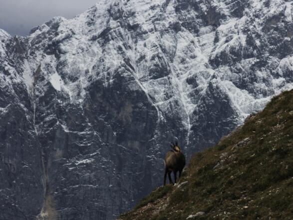 Gämse vor Bergwand.