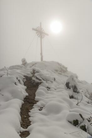 Brünstelkopf