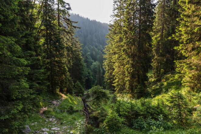 Blick zurück in den Kichsteingraben