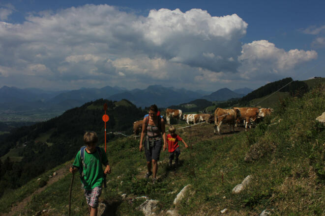 Kühe an der Hitscher Alm