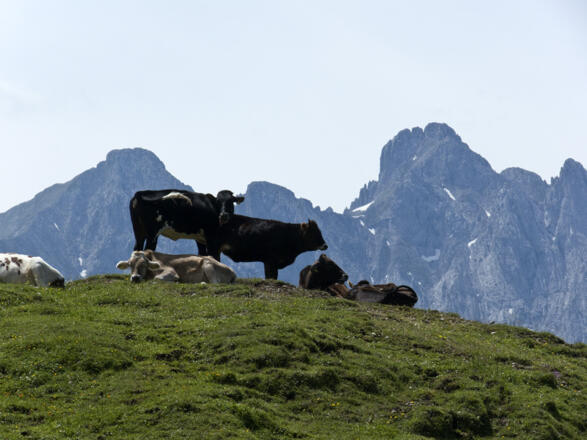 Idylle auf der Weide