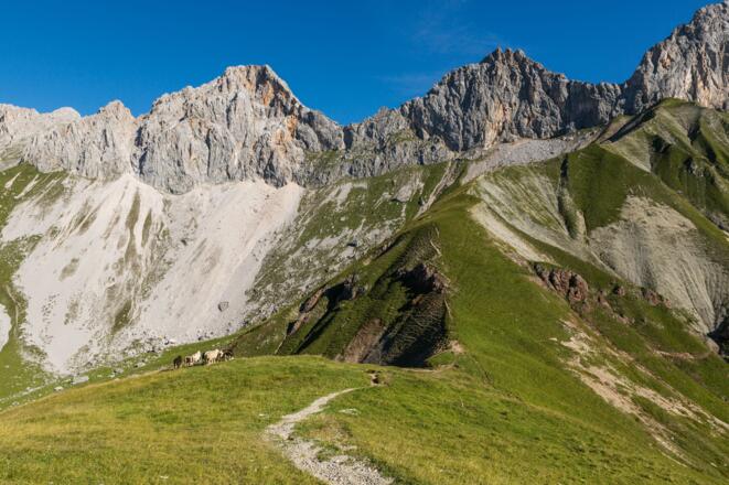 Scharnitzspitze