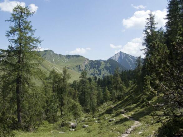 Im Lärchenwald kurz vor dem Schleimssattel