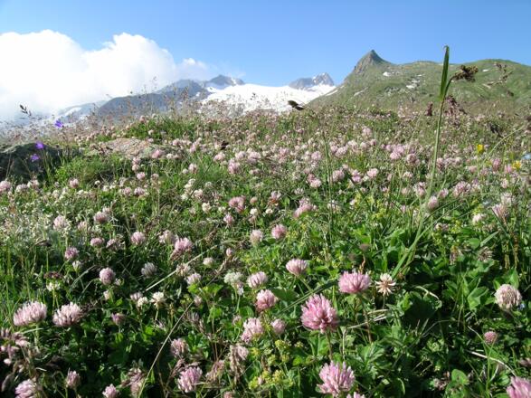 Zwischen Johannishütte und Defreggerhaus: Blick zum Mullwitzkees