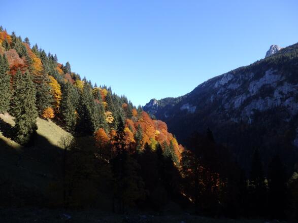 Schöner Herbstwald unterhalb der Probstenwand