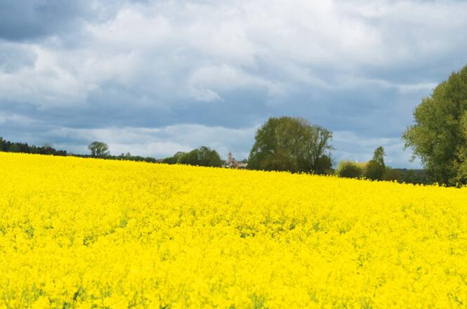 Rapsfeld mit Blick auf Segringen, Foto: Touristik Service Dinkelsbühl