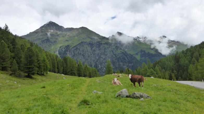 Blick in die Panargengruppe; ein kurzes Wegstück auf der Straße ist gleich nicht vermeidbar