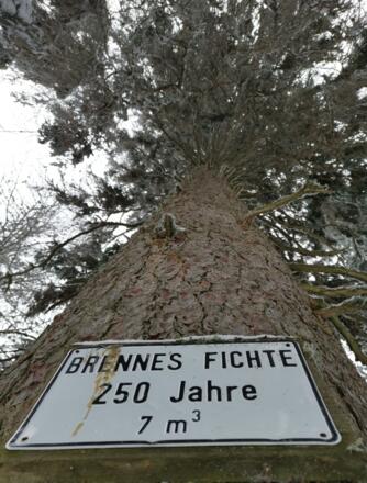 Brennesfichte
