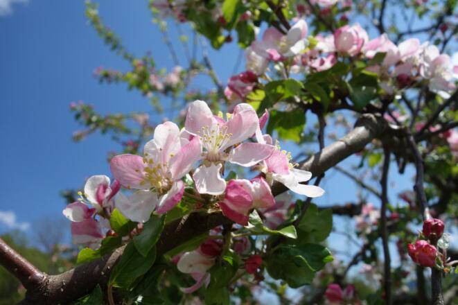 Obstbaumblüte