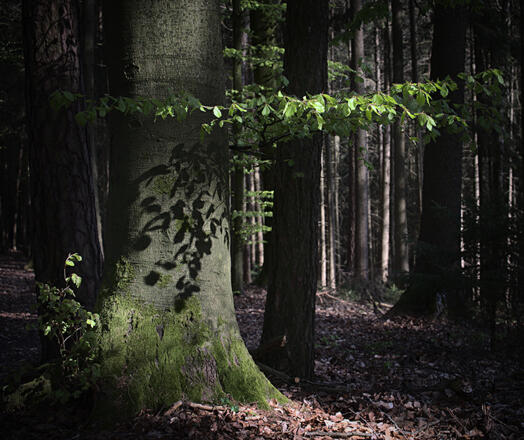 Dichte Wälder bei Bad Abbach auf dem Bankerlweg