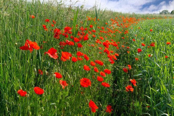 Mohnblumen entlang des barrierearmen Wanderwegs in Schierling