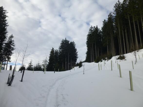 Entlang eines Forstwegs