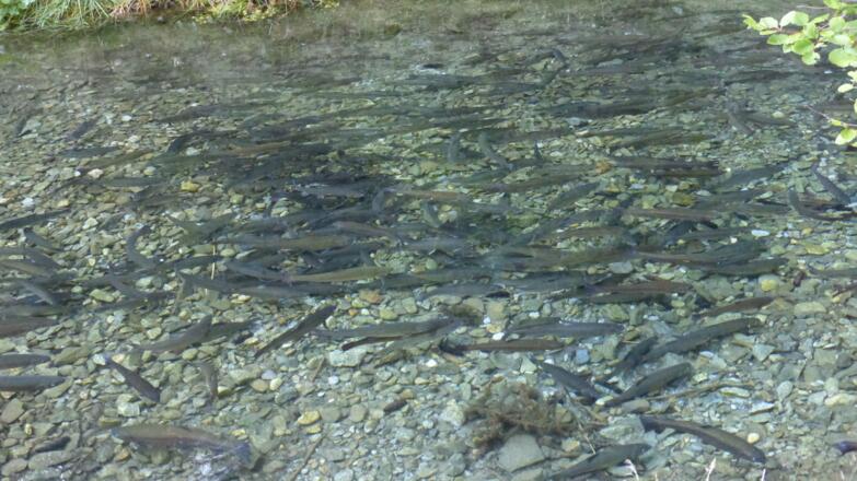 Jede Menge Forellen am Wassererlebnisweg