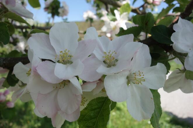 Obstbaumblüte