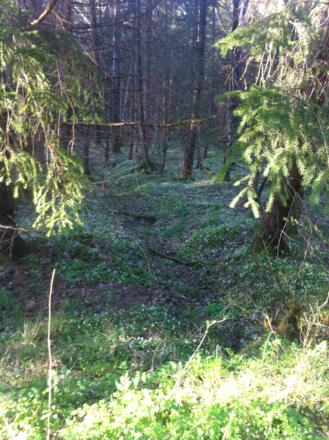 Malerische Naturlandschaft am Brünnlesbach