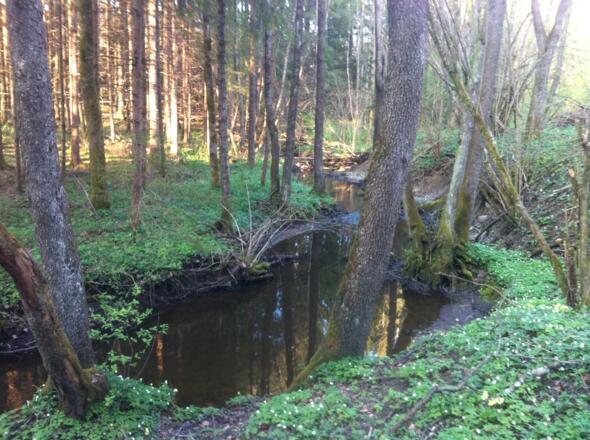 Der Brünnlesbach am Ringseefilz