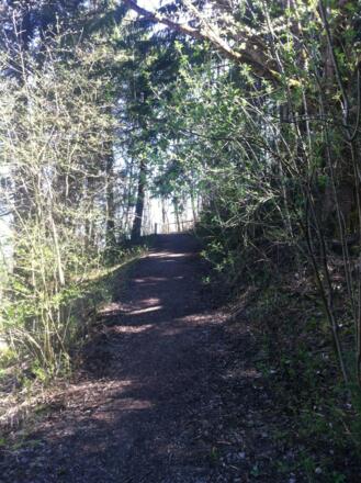 Über einen Forstweg kommen wir zur Hochfläche Berghalde