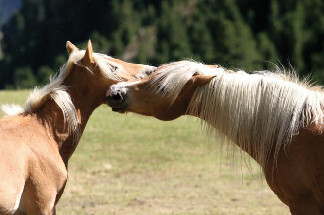 Haflinger - das Tiroler Gebirgspferd