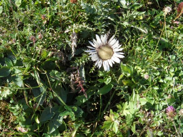 Disteln auf den Grassauer Almen