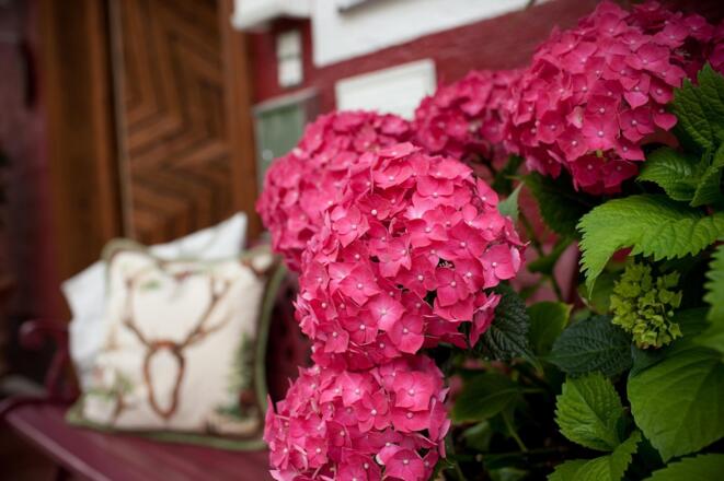 Image Hordensie Hausbank