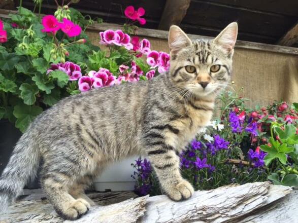 Peterle unsere Alpkatze