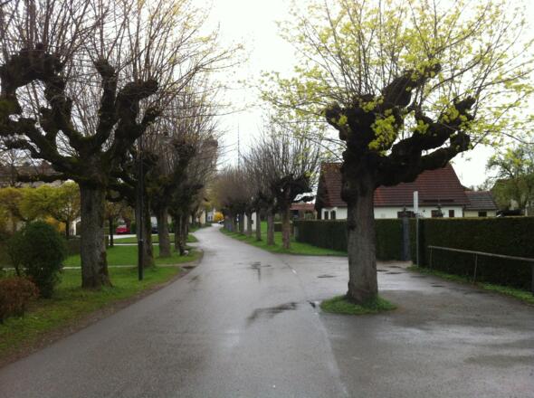 Allee zur St. Remigius Kirche