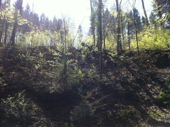 Der Brunnhäuslwald bei Steingaden