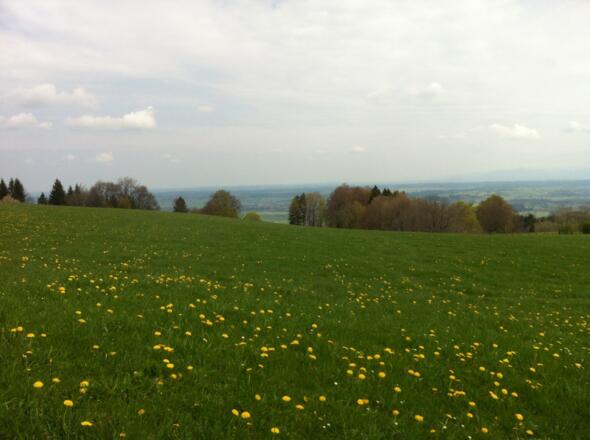 Alpenblick am Feldkreuz bei Oberschwaig