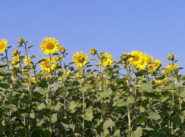 Wimmerhof Obenansicht