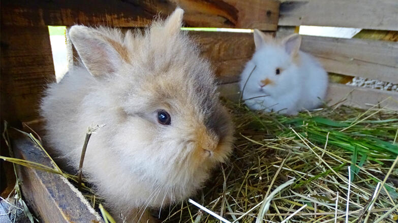 Hasen