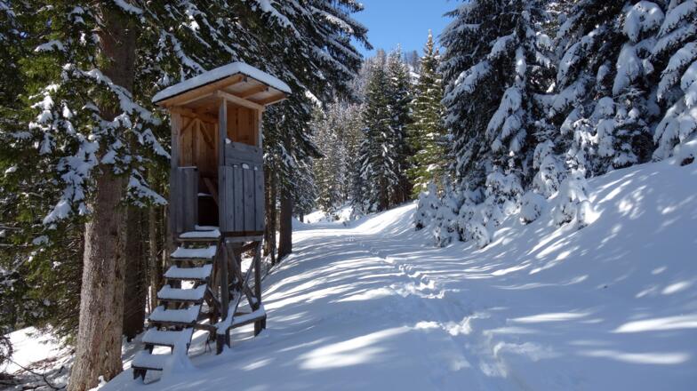 Forststaße mit Jagastand um 1170m