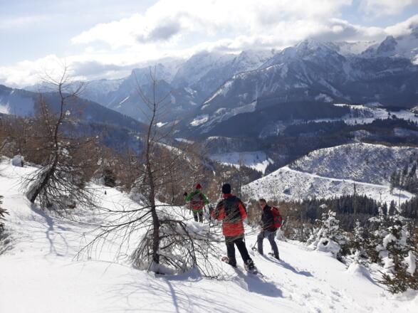 Abstieg vom Grat-Tiefpunkt 1385m im Lärchenjungwald