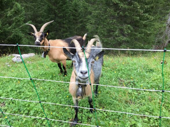Die Ziegen der Alpe Gaden