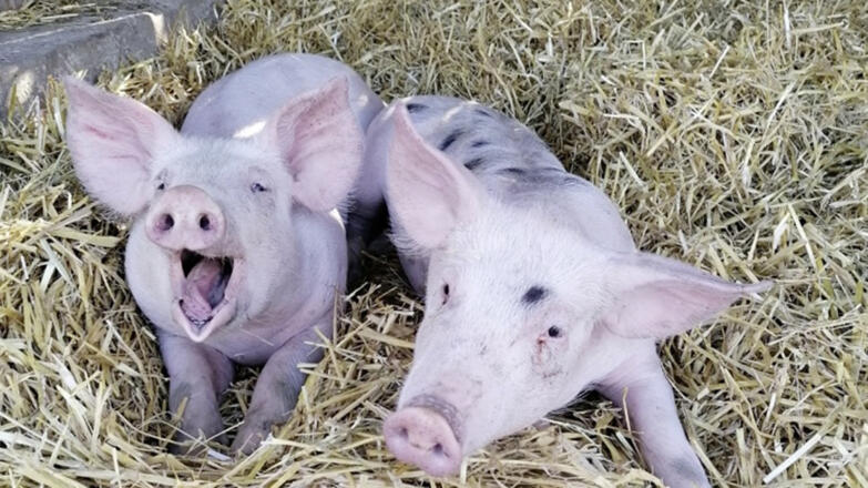 Schweine