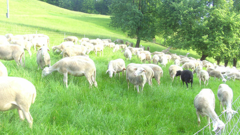Schafe am Weberhof