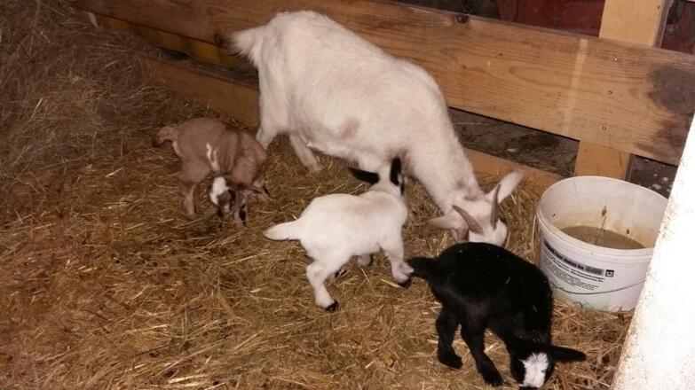 Bergalm Familie Walkner St. Koloman Ziege 4