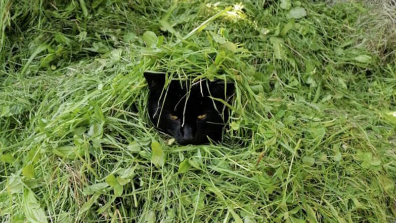 Katze