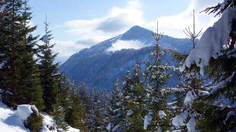 Tannschwärze 1533m von ca. 1240m