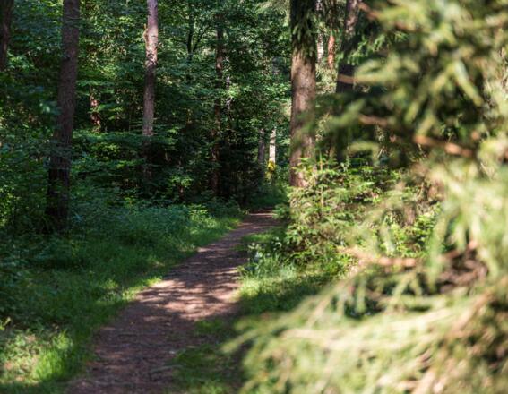 Waldweg im Rothschwaiger Forst