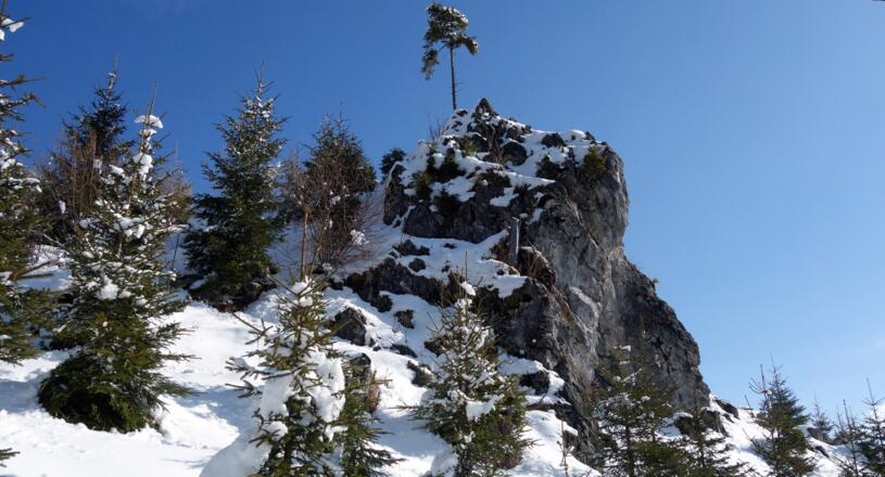 Um den Felsen (~1280 m) mit Lärche
