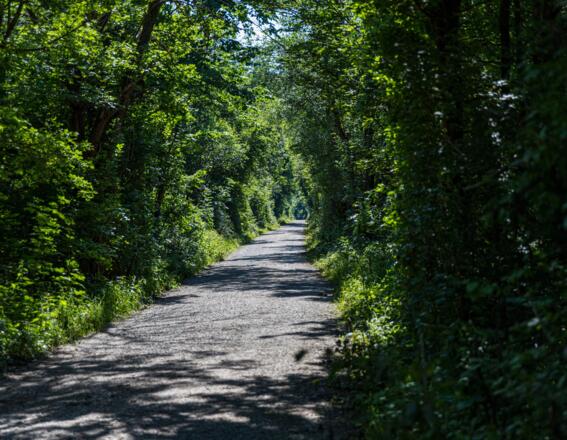 Kiesweg im Rothschwaiger Forst
