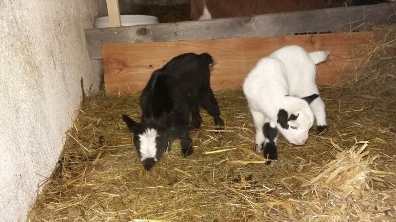 Bergalm Familie Walkner St. Koloman Ziege 2